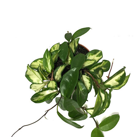 Hoya Carnosa 'Krimson Princess' (Mum Çiçeği)