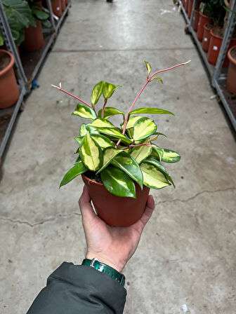Hoya Carnosa 'Krimson Princess' (Mum Çiçeği)