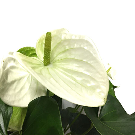 Anthurium Andraeanum 'White' (Flamingo Çiçeği)