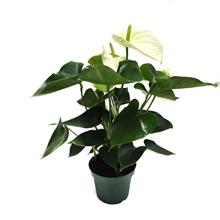 Anthurium Andraeanum 'White' (Flamingo Çiçeği)