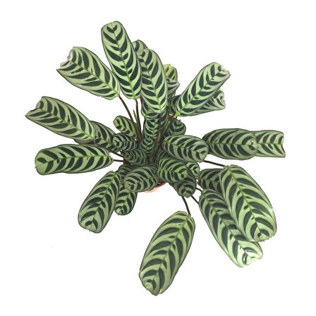 Ctenanthe 'Burle Marxii'