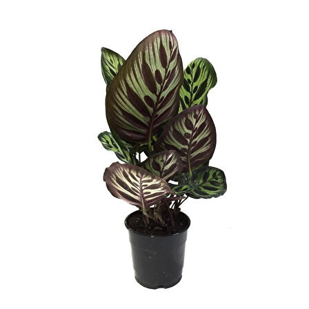 Calathea Makoyana (Dua Çiçeği)
