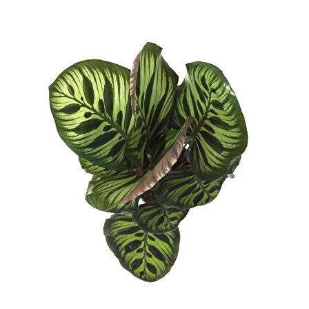 Calathea Makoyana (Dua Çiçeği)