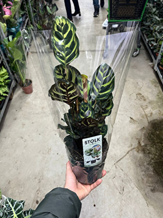 Calathea Makoyana (Dua Çiçeği)