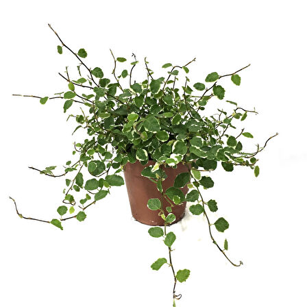 Ficus Pumila 'Variegata'