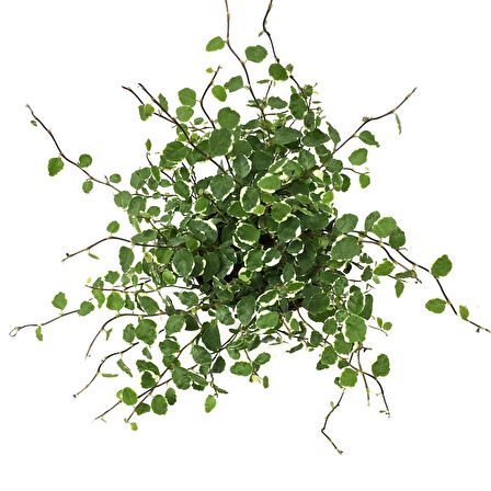 Ficus Pumila 'Variegata'