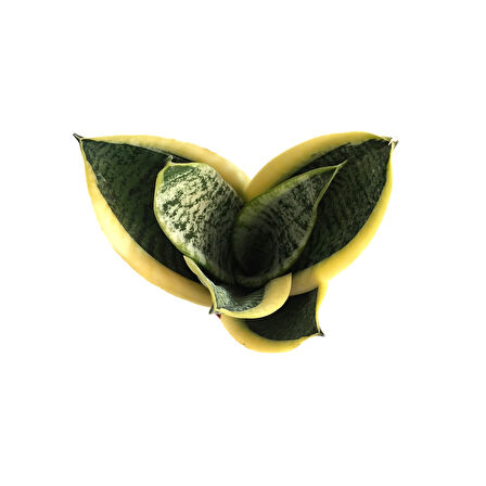 Sansevieria Trifasciata (Paşa Kılıcı)