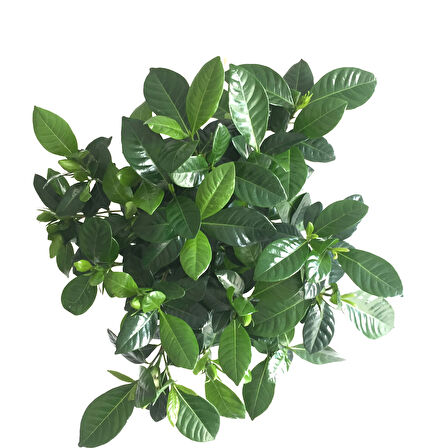 Gardenia Jasminoides (Gardenya Çiçeği)