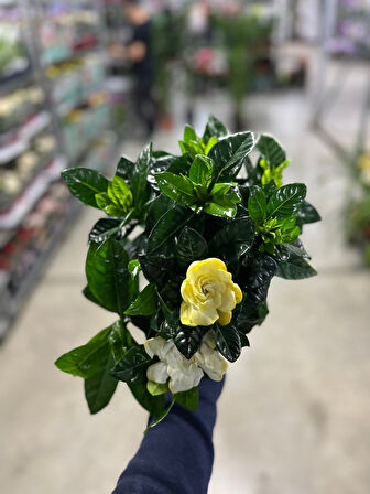 Gardenia Jasminoides (Gardenya Çiçeği)