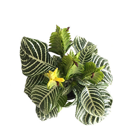 Aphelandra Squarrosa (Zebra Çiçeği)