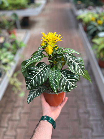 Aphelandra Squarrosa (Zebra Çiçeği)