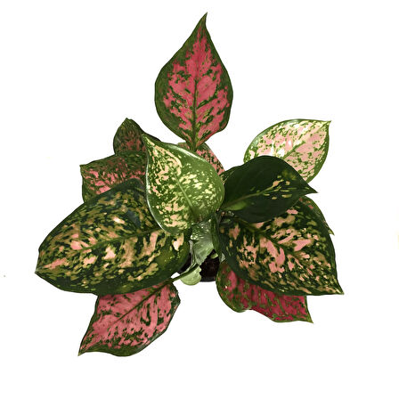 Aglaonema 'Dud Unyamanee' (Çin Herdemyeşili)