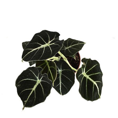 Alocasia Reginula 'Black Velvet' (Fil Kulağı)