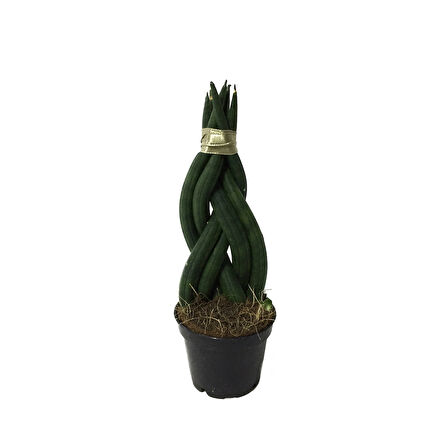 Sansevieria Gevlochten (Paşa Kılıcı)