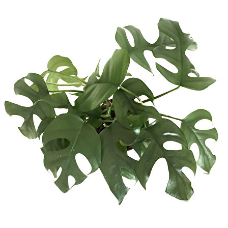 Monstera Minima (Deve Tabanı)