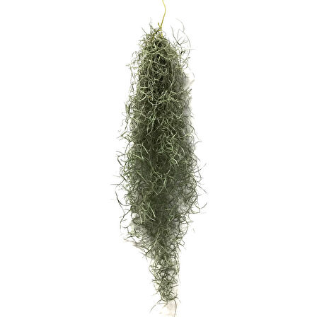 Tillandsia Usneoides (Hava Bitkisi)