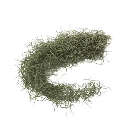 Tillandsia Usneoides (Hava Bitkisi)