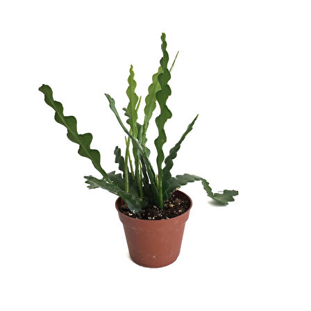 Epiphyllum Anguliger (Atlas Çiçeği)