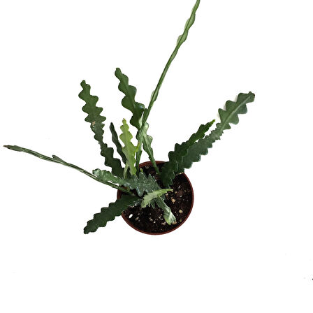 Epiphyllum Anguliger (Atlas Çiçeği)