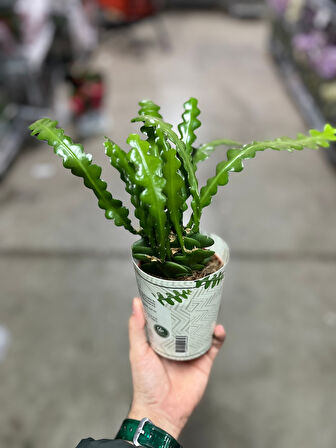 Epiphyllum Anguliger (Atlas Çiçeği)