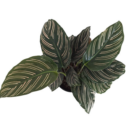Calathea Ornata 'Sanderiana' (Dua Çiçeği)