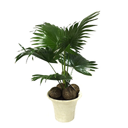 Livistona Rotundifolia (Livistona Palmiyesi)