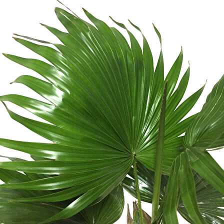 Livistona Rotundifolia (Livistona Palmiyesi)