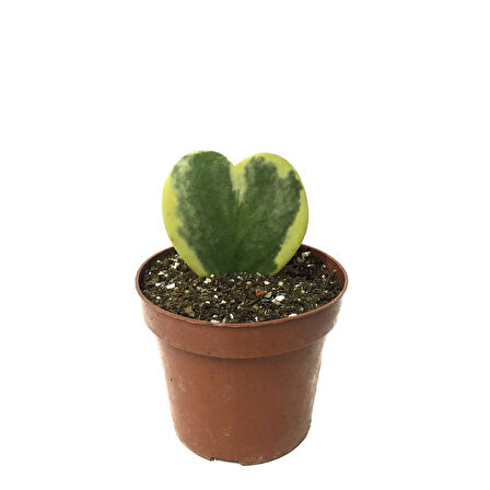 Hoya Kerrii 'Variegata' (Mum Çiçeği)