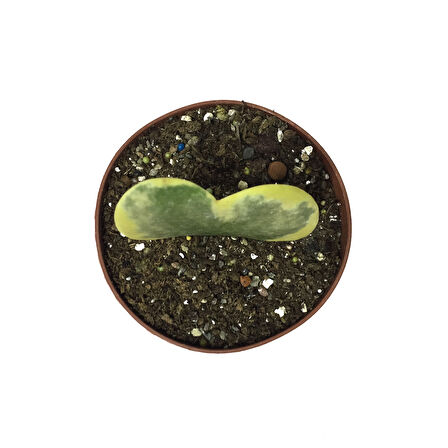 Hoya Kerrii 'Variegata' (Mum Çiçeği)