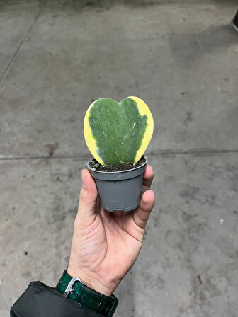 Hoya Kerrii 'Variegata' (Mum Çiçeği)