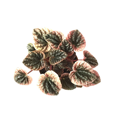 Peperomia Caperata 'Pink Lady' (Zümrüt Dalgası Çiçeği)