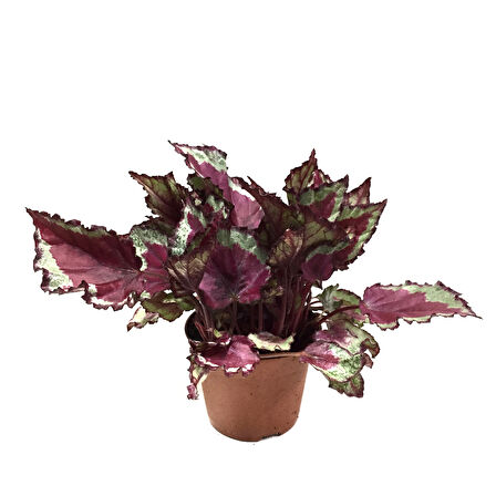 Begonia Rex 'Spitfire' (Begonya)