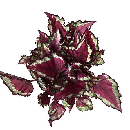 Begonia Rex 'Spitfire' (Begonya)