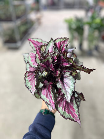 Begonia Rex 'Spitfire' (Begonya)