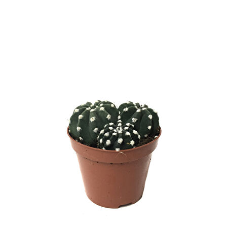Echinopsis Subdenudata (Kaktüs)