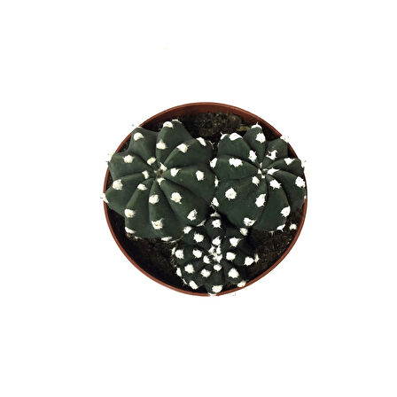 Echinopsis Subdenudata (Kaktüs)