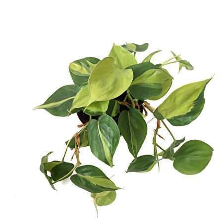 Philodendron Cordatum 'Brasil'