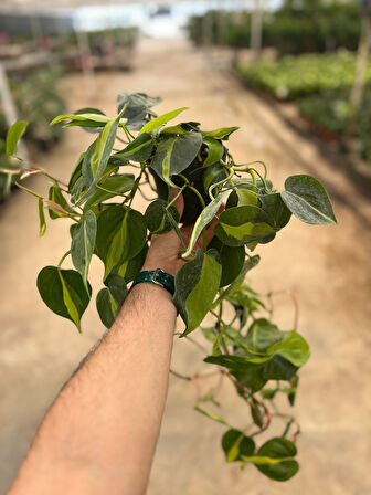 Philodendron Cordatum 'Brasil'