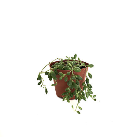 Senecio Rowleyanus (Tesbih Çiçeği)