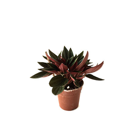 Peperomia Caperata (Zümrüt Dalgası Çiçeği)