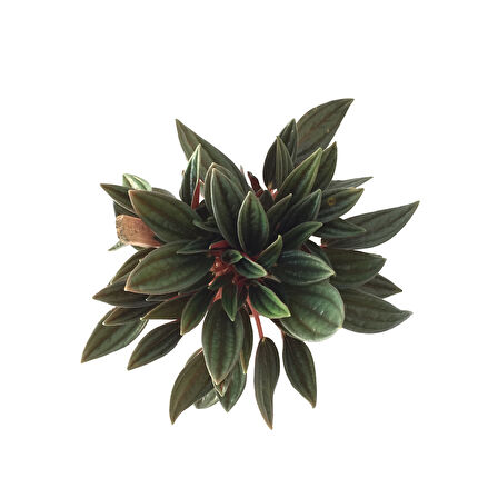 Peperomia Caperata (Zümrüt Dalgası Çiçeği)
