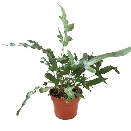 Phlebodium Aureum 'Blue Star' (Mavi Yıldız Eğreltiotu)