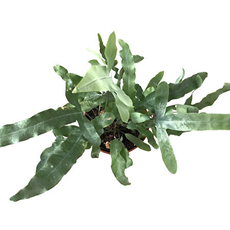 Phlebodium Aureum 'Blue Star' (Mavi Yıldız Eğreltiotu)