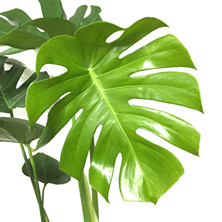 Monstera Deliciosa (Deve Tabanı)