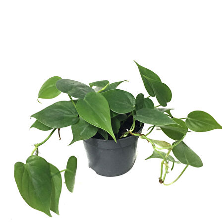 Philodendron Cordatum