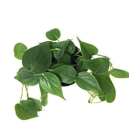 Philodendron Cordatum