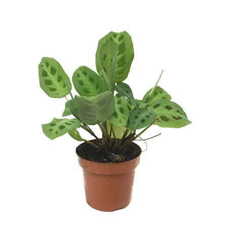 Maranta Leuconeura 'Kerchoveana' (Dua Çiçeği)