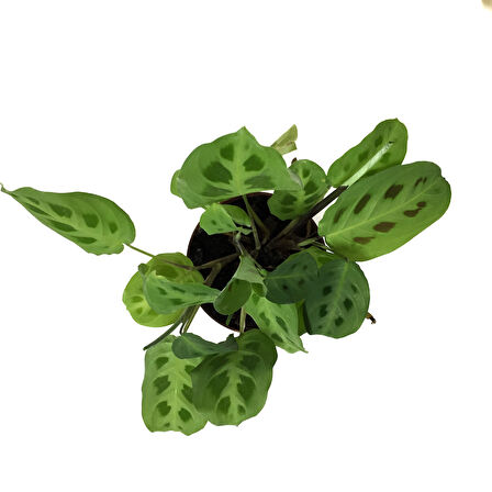 Maranta Leuconeura 'Kerchoveana' (Dua Çiçeği)
