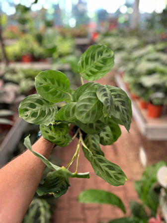Maranta Leuconeura 'Kerchoveana' (Dua Çiçeği)