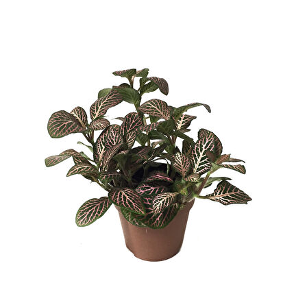 Fittonia - Pembe Yeşil (Fitonya Çiçeği)